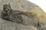 Rare Cyphaspis Eximia With Four Horns #310627-1